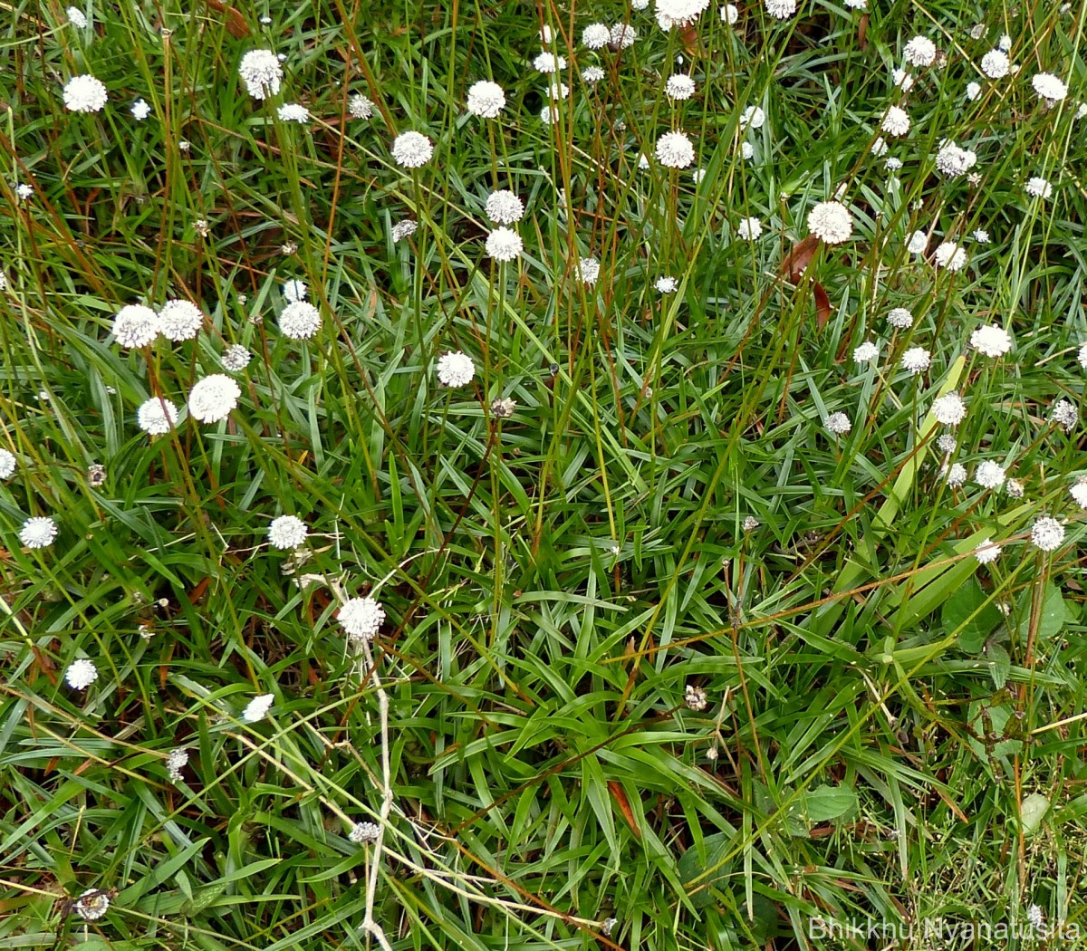 Eriocaulon philippo-coburgii Szyszyl. ex Wawra